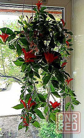 Эсхинантус Rubens Донецк - изображение 1