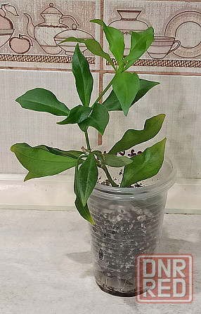 Эсхинантус Rubens Донецк - изображение 4