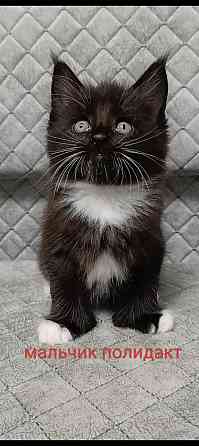 Котята мейн кун Донецк