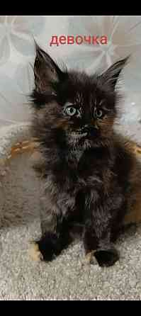 Котята мейн кун полидакты Донецк