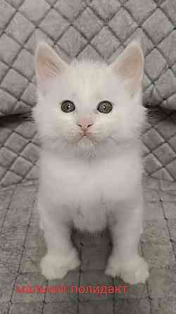 Котята мейн кун Донецк