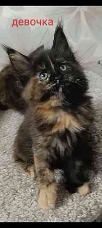 Котята мейн кун полидакты Донецк