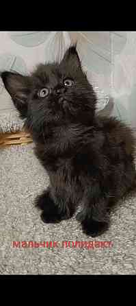 Котята мейн кун полидакты Донецк