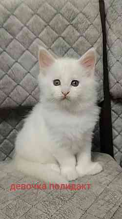 Котята мейн кун Донецк