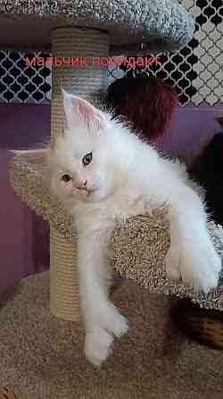 Котята мейн кун Донецк