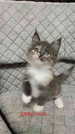 Котята мейн кун Донецк