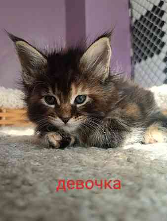 Котята мейн кун Макеевка