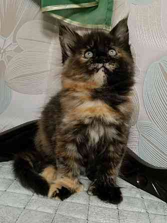 Котята мейн кун полидакты Донецк