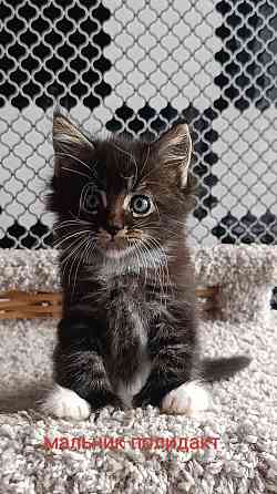 Котята мейн кун Донецк