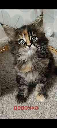 Котята мейн кун полидакты Донецк