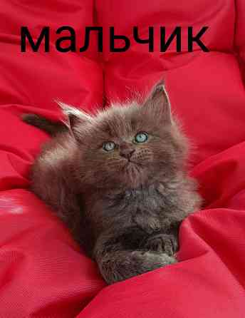 Котята мейн кун Макеевка