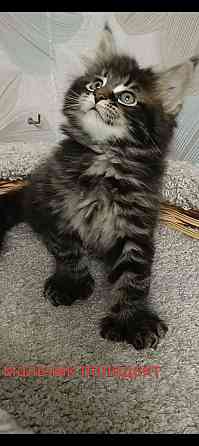 Котята мейн кун полидакты Донецк