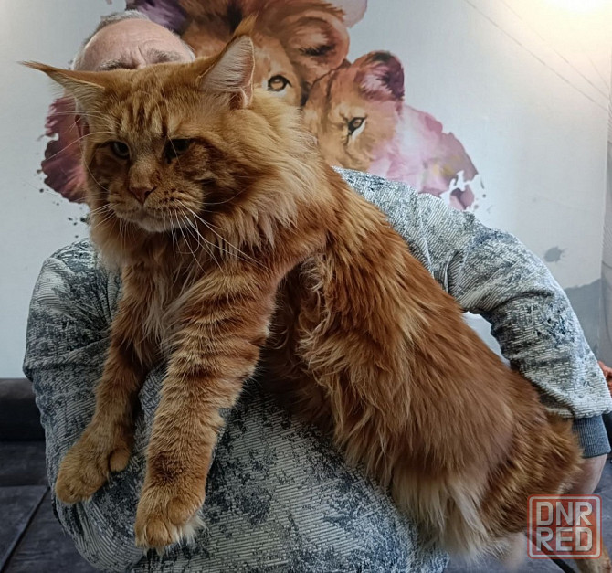 Котята мейн кун полидакты Донецк - изображение 8