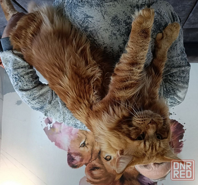 Котята мейн кун полидакты Донецк - изображение 9