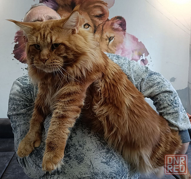 Котята мейн кун Донецк - изображение 8