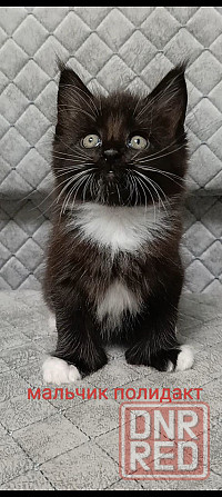 Котята мейн кун Донецк - изображение 1
