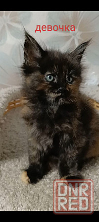 Котята мейн кун полидакты Донецк - изображение 2