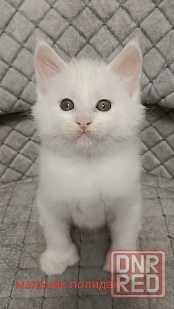 Котята мейн кун Донецк - изображение 2