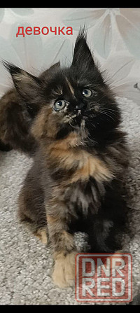 Котята мейн кун полидакты Донецк - изображение 4