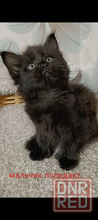 Котята мейн кун полидакты Донецк - изображение 6