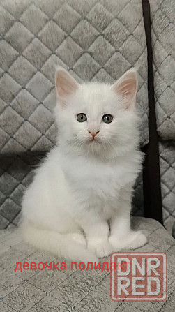 Котята мейн кун Донецк - изображение 3