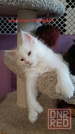 Котята мейн кун Донецк - изображение 6