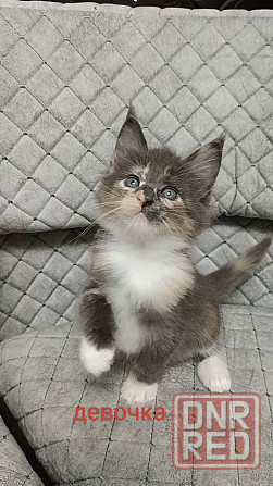 Котята мейн кун Донецк - изображение 4