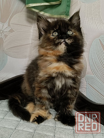 Котята мейн кун полидакты Донецк - изображение 5