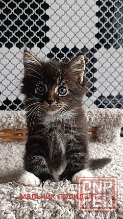 Котята мейн кун Донецк - изображение 5