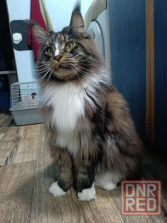 Котята мейн кун Донецк - изображение 7