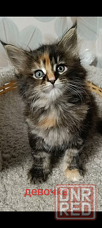 Котята мейн кун полидакты Донецк - изображение 3