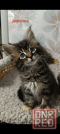 Котята мейн кун полидакты Донецк - изображение 7