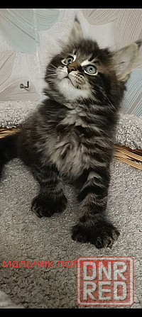 Котята мейн кун полидакты Донецк - изображение 1