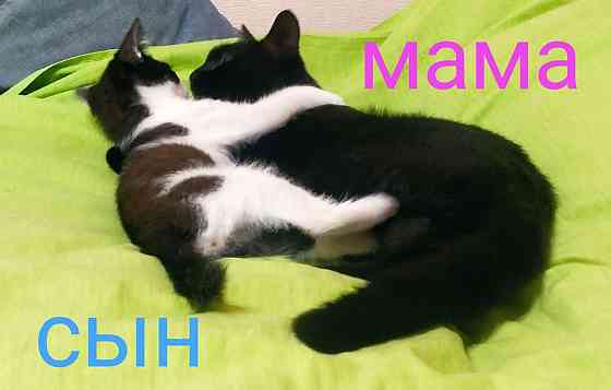 Котенок мальчик Донецк
