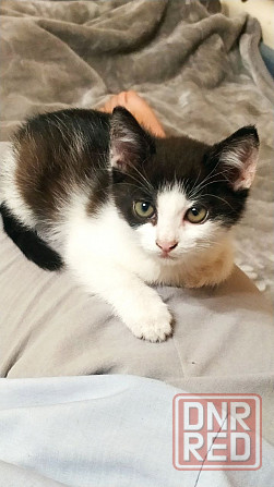 Котенок мальчик Донецк - изображение 1