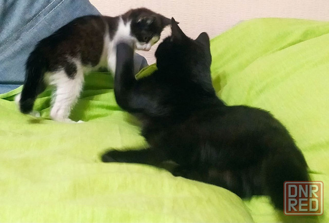 Котенок мальчик Донецк - изображение 5