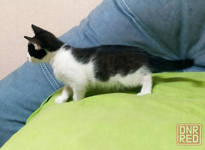 Котенок мальчик Донецк - изображение 6