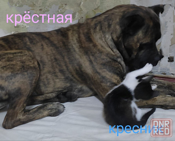 Котенок мальчик Донецк - изображение 7