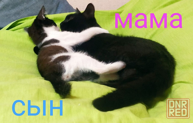 Котенок мальчик Донецк - изображение 4