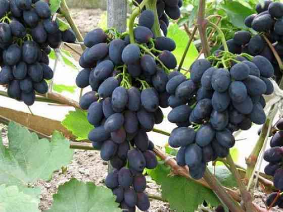 Продам виноград "Молдова" Донецк