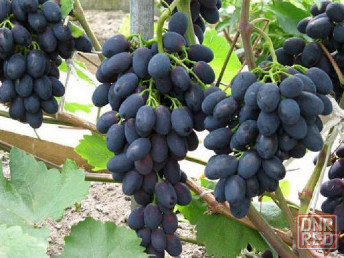 Продам виноград "Молдова" Донецк - изображение 1