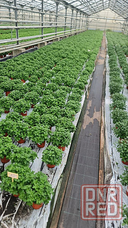 Продам готовый бизнес Тепличный комплекс, расположен вдоль оживленной трассы в г. Харцызск Харцызск - изображение 7