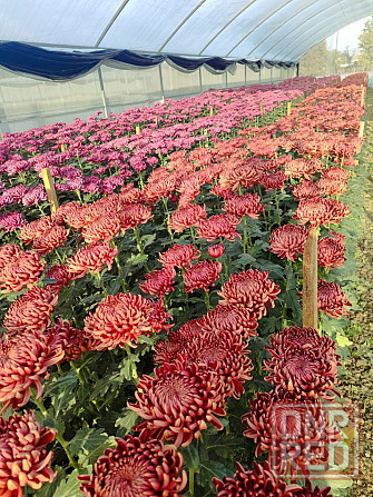 Продам готовый бизнес Тепличный комплекс, расположен вдоль оживленной трассы в г. Харцызск Харцызск - изображение 6