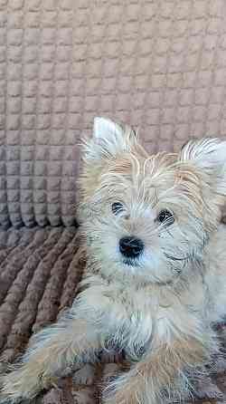 Мальчик голд йорка Донецк