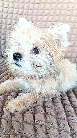 Мальчик голд йорка Донецк