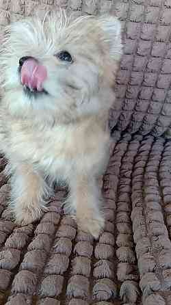 Мальчик голд йорка Донецк