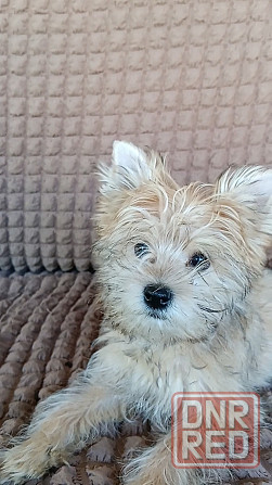Мальчик голд йорка Донецк - изображение 2