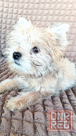 Мальчик голд йорка Донецк - изображение 3