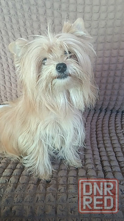 Мальчик голд йорка Донецк - изображение 1