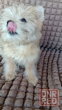 Мальчик голд йорка Донецк - изображение 4